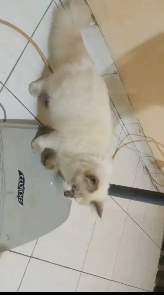 KUCING RAGDOL JANTAN
