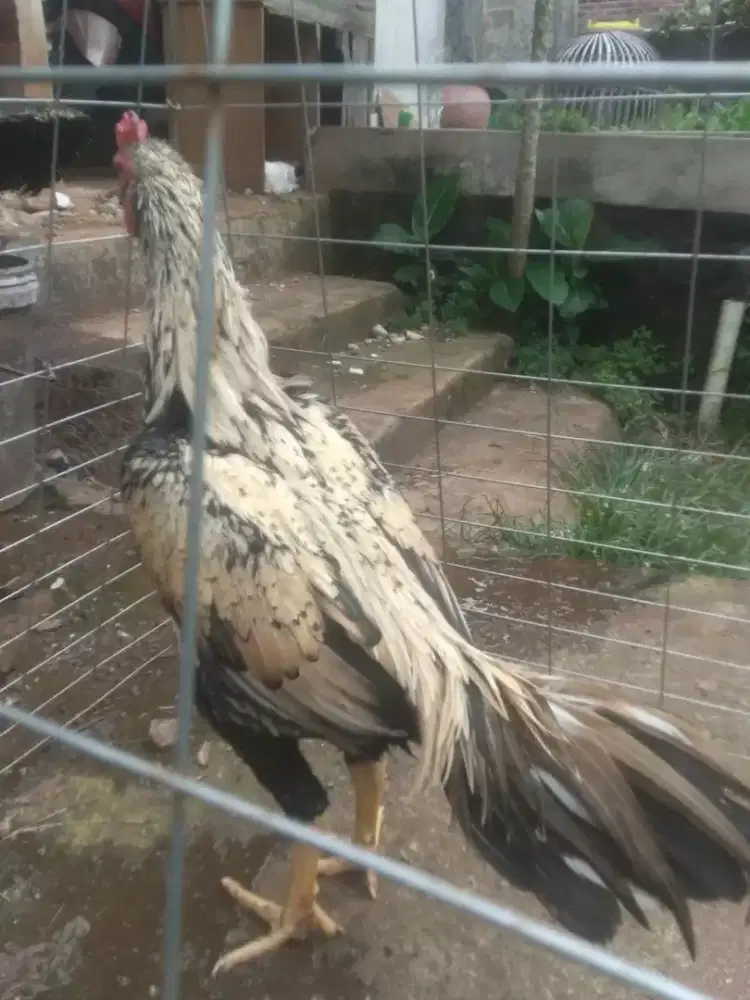 Ayam Bangkok Hias janggarran
