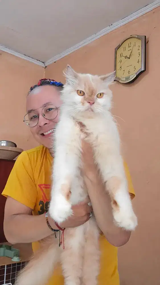 Sih cantik , mancung persia