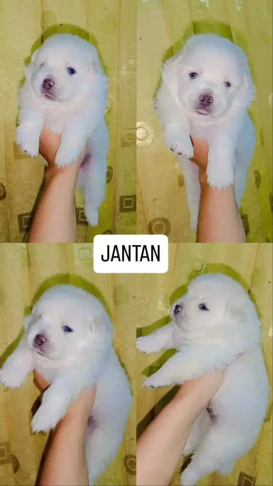 Jual Puppy Maltese