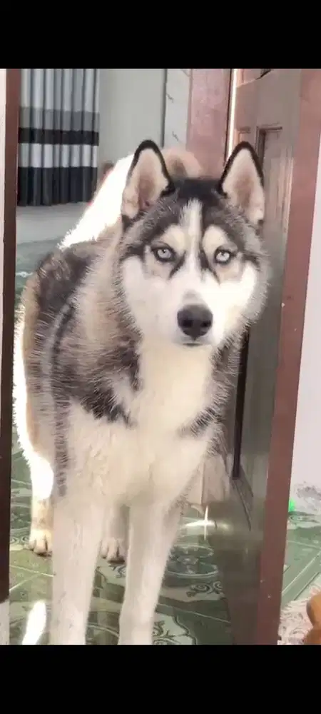 Siberian husky dewasa