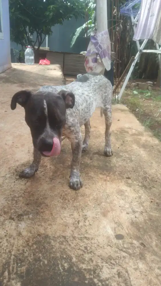 Pitbull jantan 6 bulan /Pitbul jantan