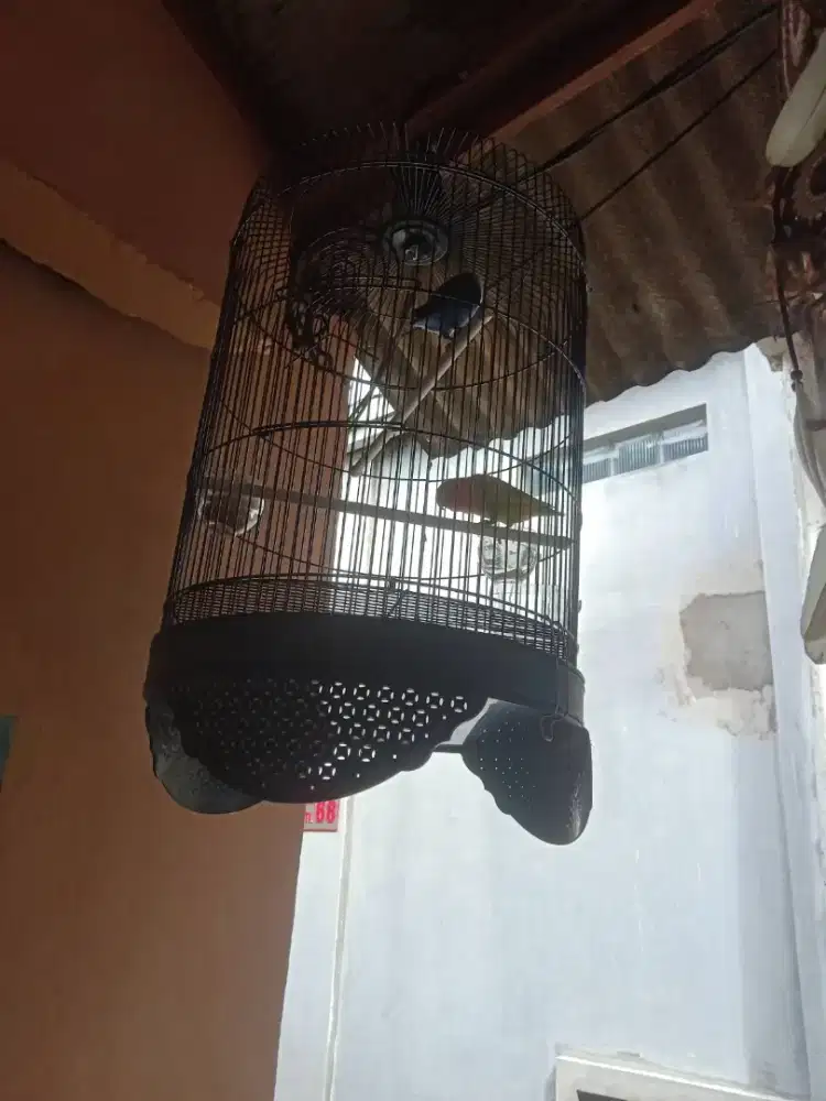 KANDANG BURUNG GANTUNG BEKAS LOVE BIRD