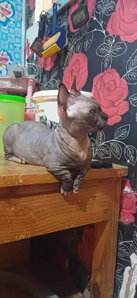 Jasa pacak sphynx bambino