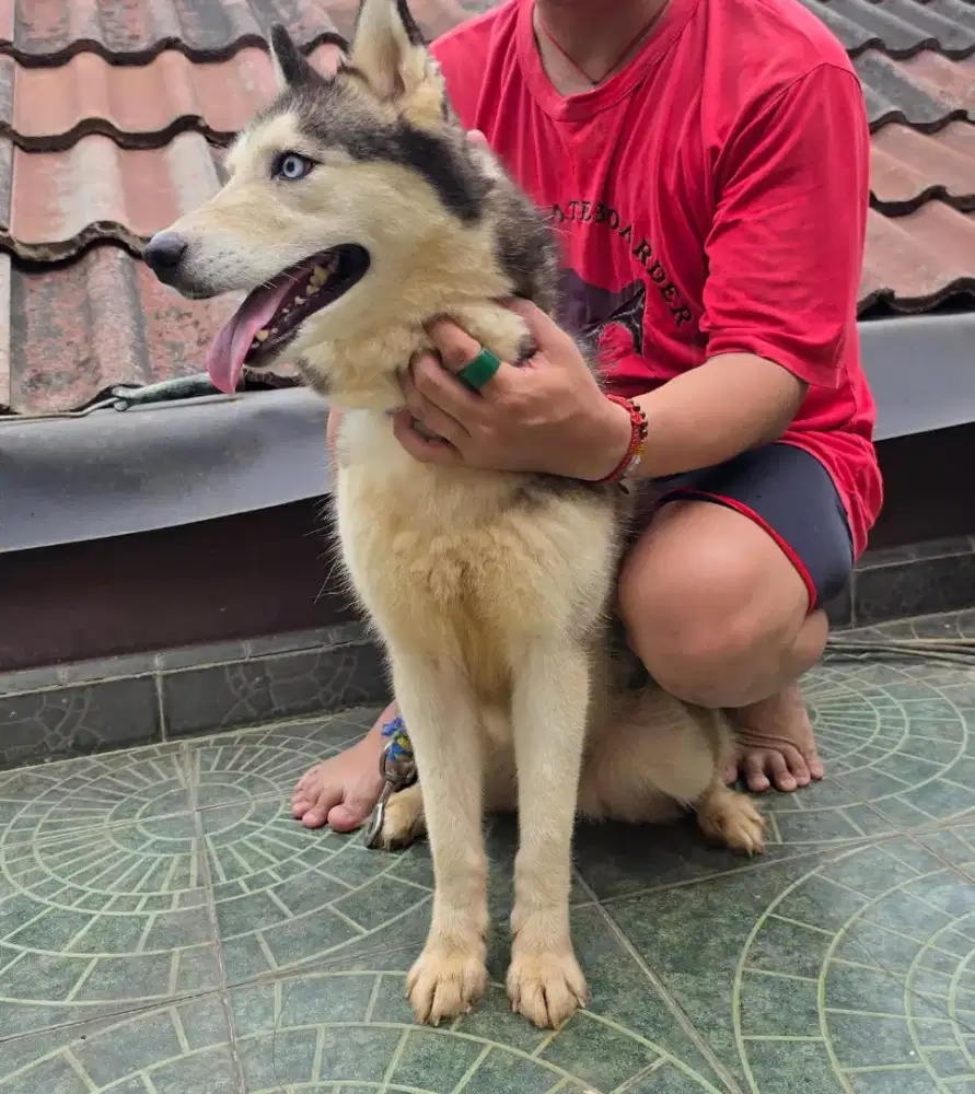 Sih Cantik Manja Husky stb