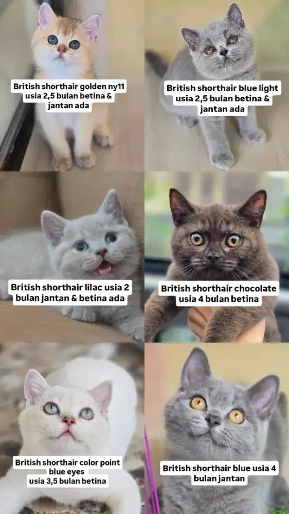 Kucing british shorthair bsh british shorthair