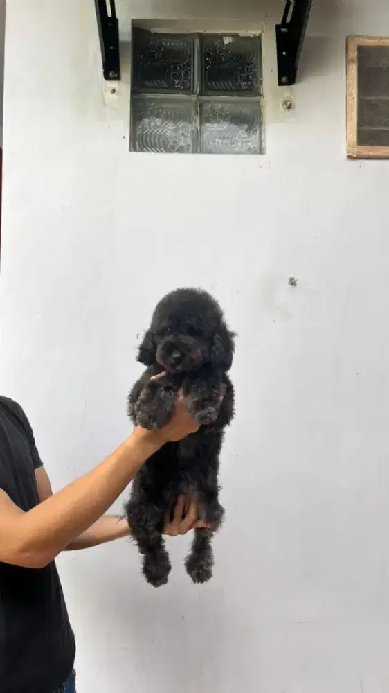 Sih cantik Poodle black manja stb.