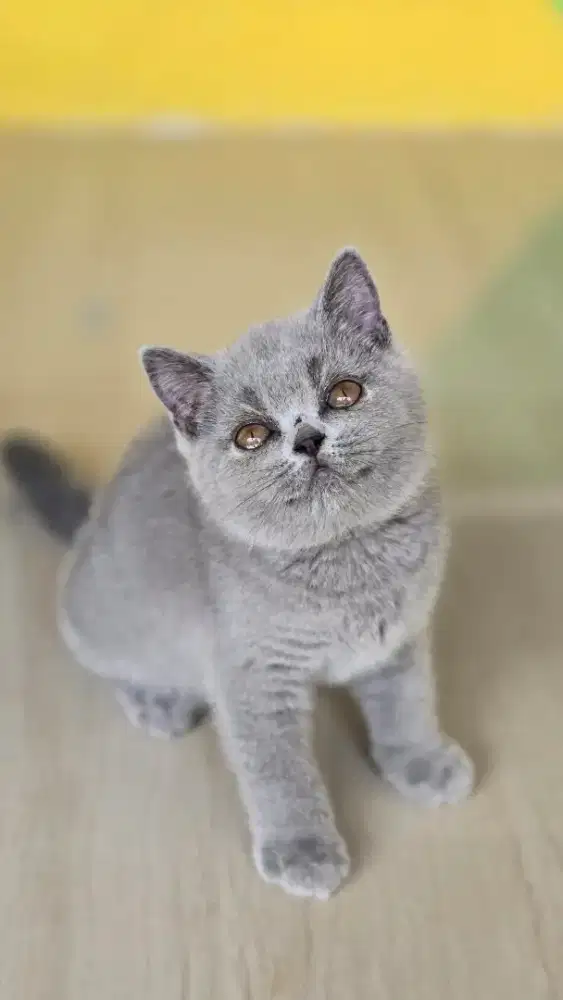 Kucing british shorthair bsh british shorthair
