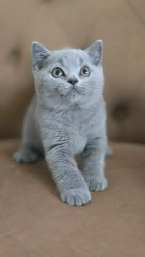 Kucing brtish shorthair bsh british shorthair