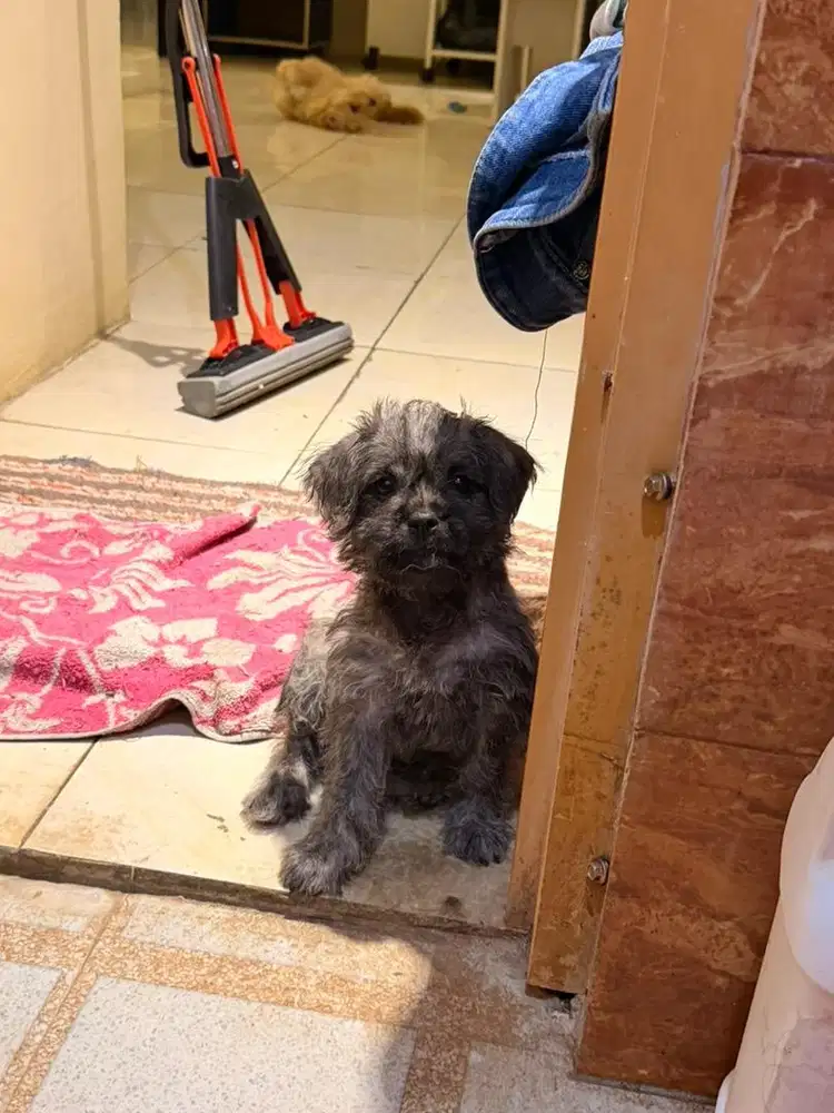 Pug mix poodle betina