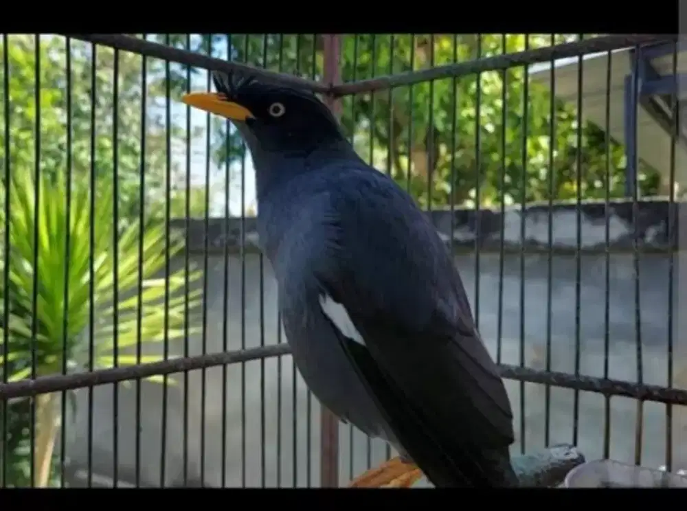 BURUNG JALAK KEBO