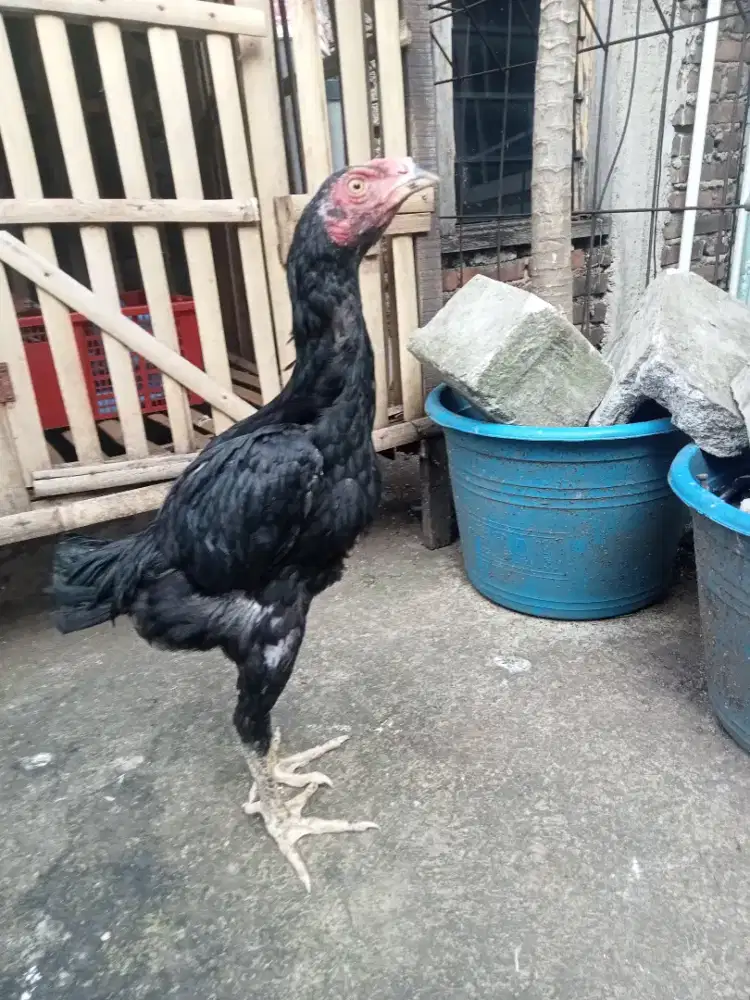 Ayam Bangkok warna hitam