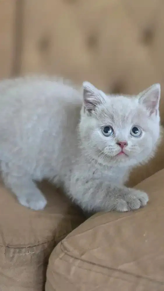 Kucing british shorthair bsh british shorthair