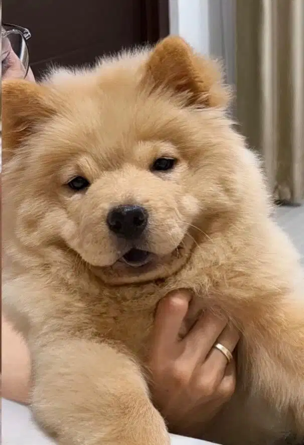 lepas adopt chow chow betina