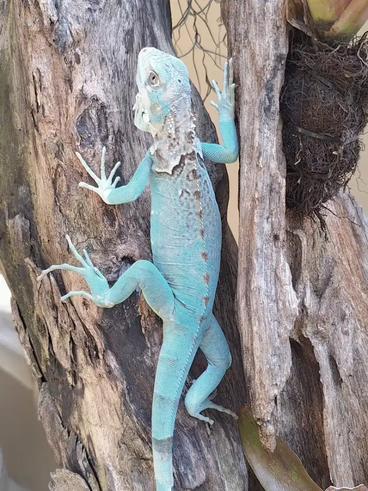 Iguana biru jinak