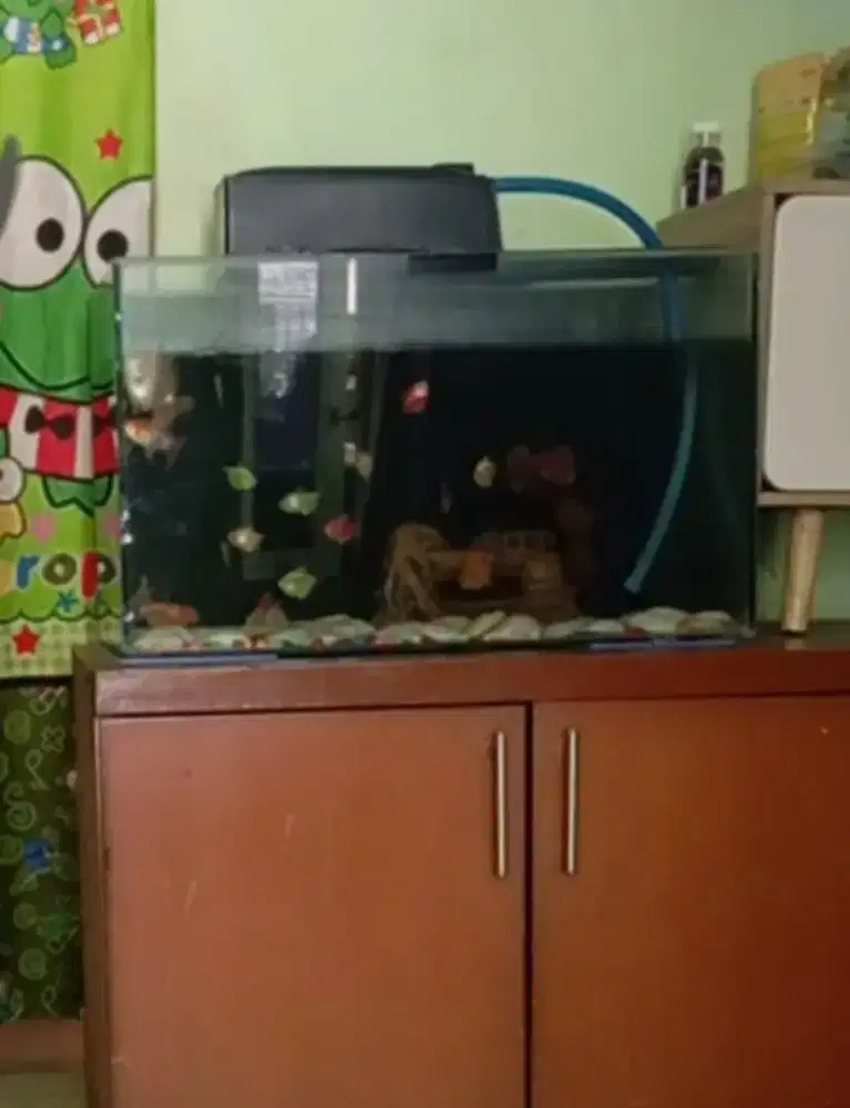 Akuarium ukuran 70cm