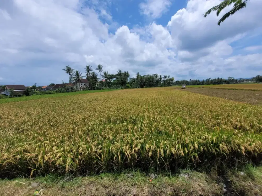 Tanah Sawah Strategis dan Luas di Kawasan Pageralan, Malang dekat dengan Puskesmas Pagelaran