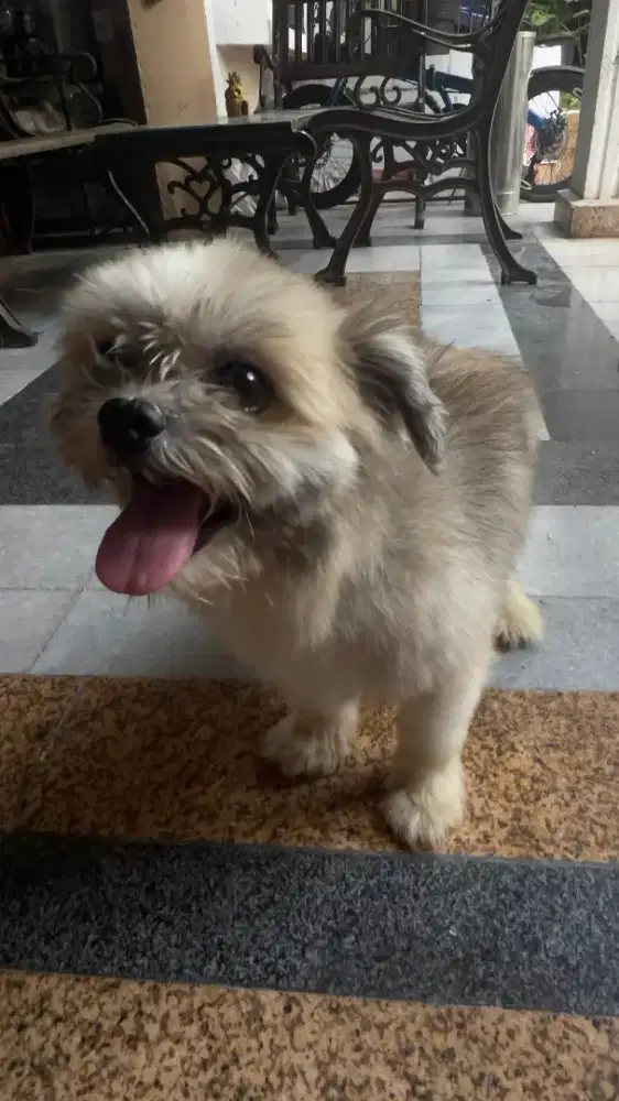 Semi hibah / over adopt