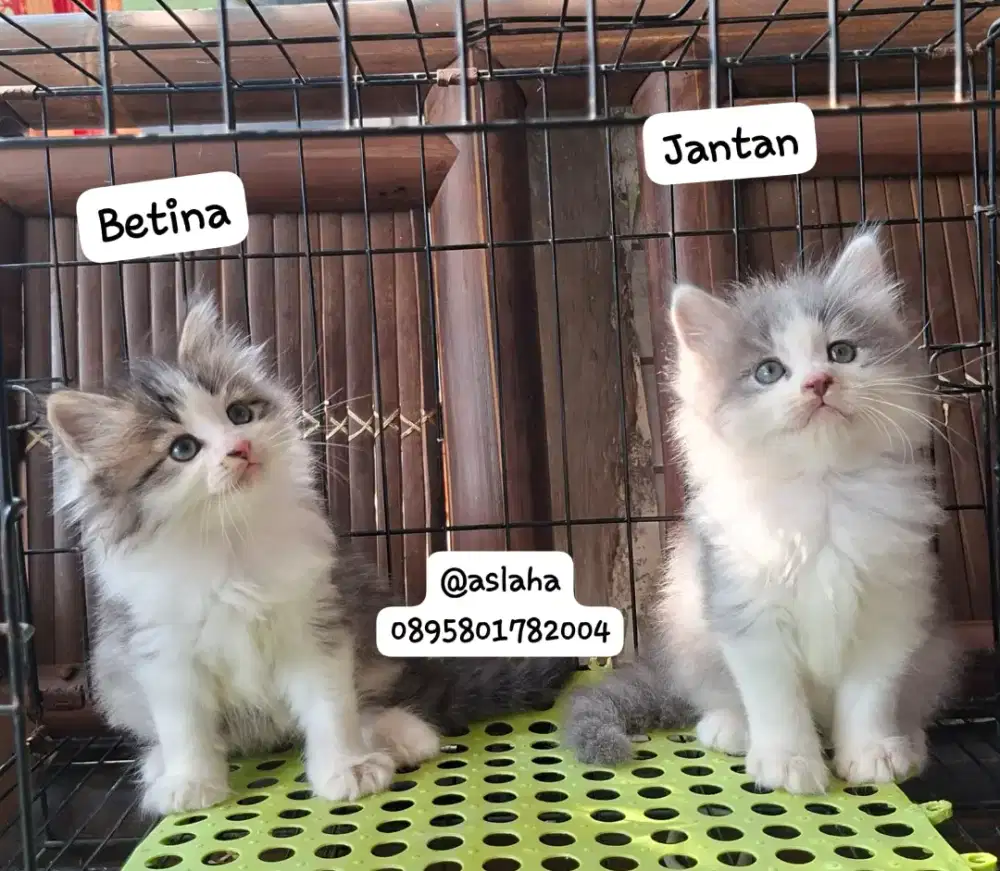 Anak kucing anggora/kitten persial  betina/kucing  persia jantan