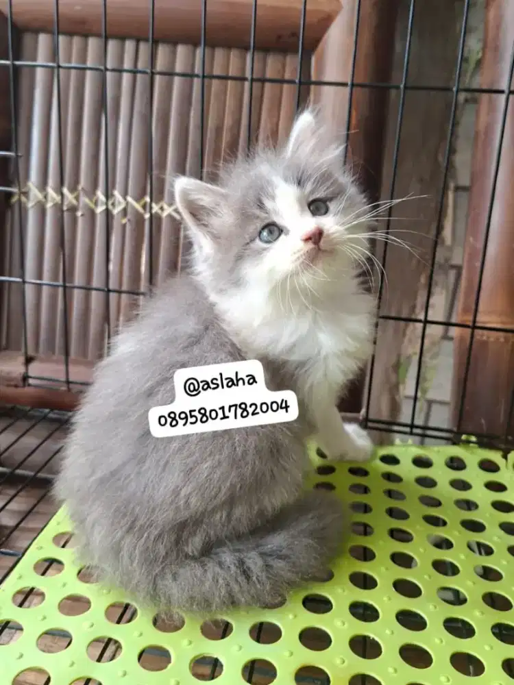Anak kucing anggora/kitten flatnose jantan/kucing persia  jantan
