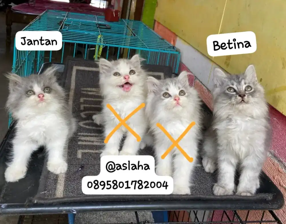 kucing anggora/ kitten persia jantan/kucing persia betina