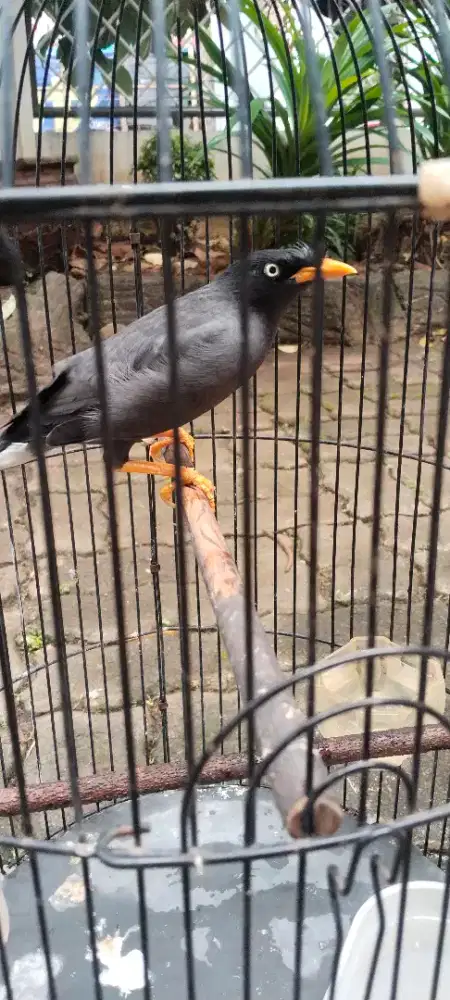 Di jual burung jalak kebo mata putih rawatan lama berisik