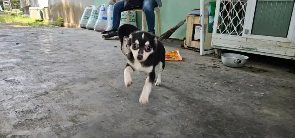 Chihuahua jantan