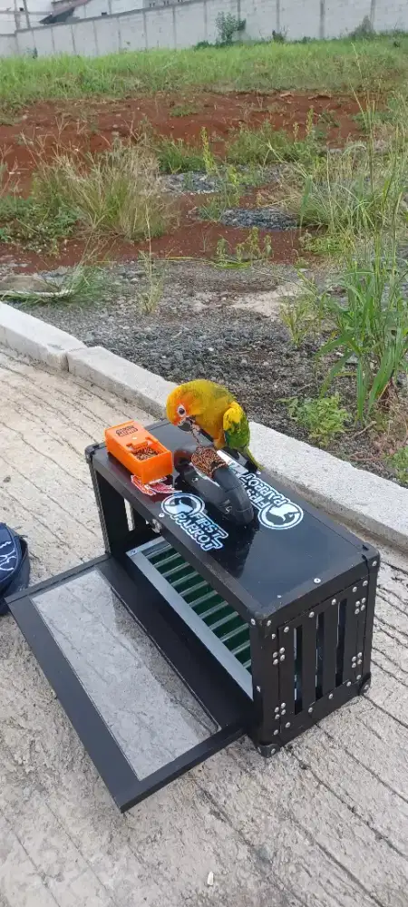 Jual BU Burung Sun conure
