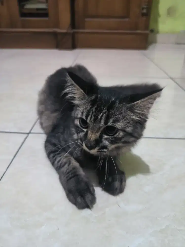 Kucing Mixdom Maincoon