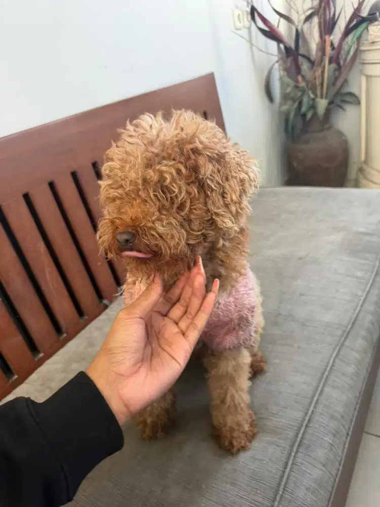 Poodle toy red jantan