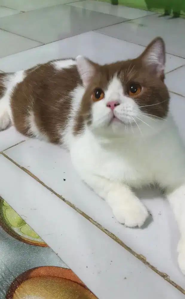 British shorthair bicolor cinamon