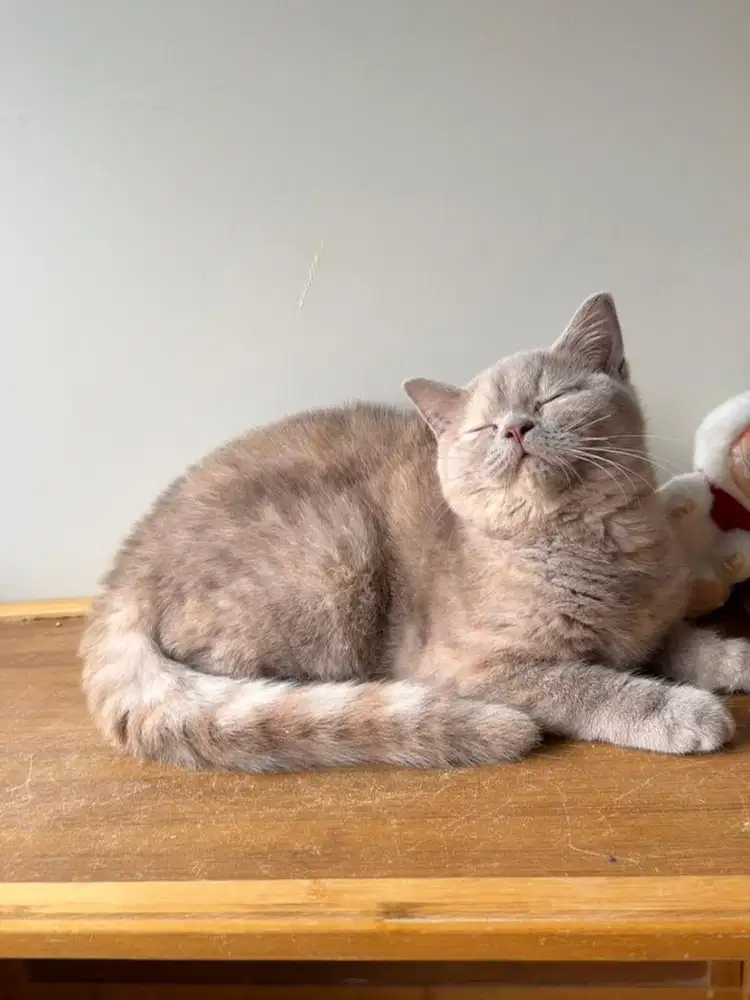 British shorthair Lilac tortie Betina bsh kucing female