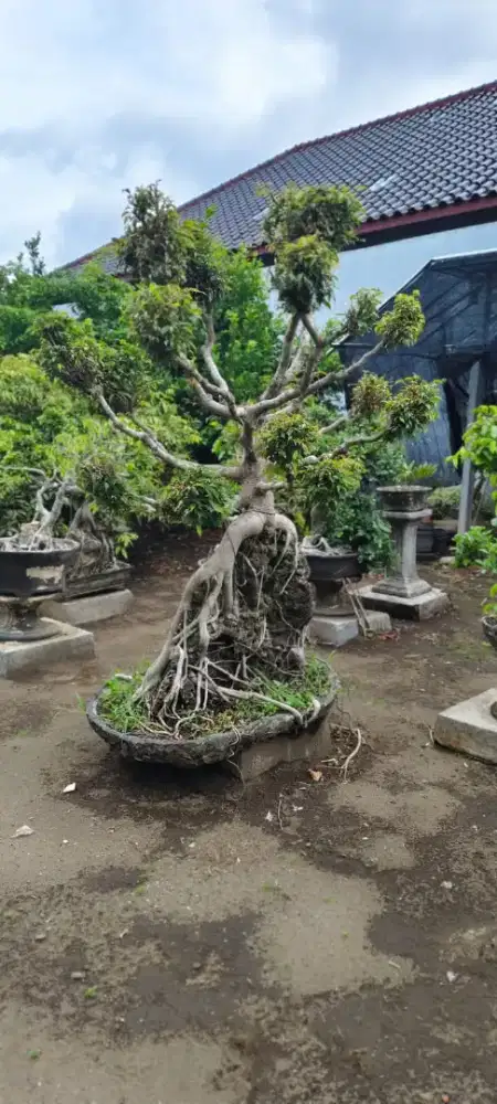 Di jual bonsai banyak pilhan