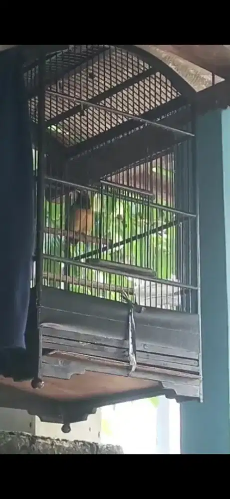 Burung warna warni cungko bahan rawatan rajin2