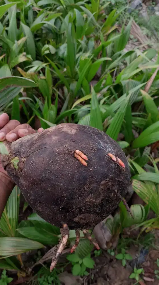 Bibit kelapa wulung pantat merah obat banyak manfaat bandar lampung