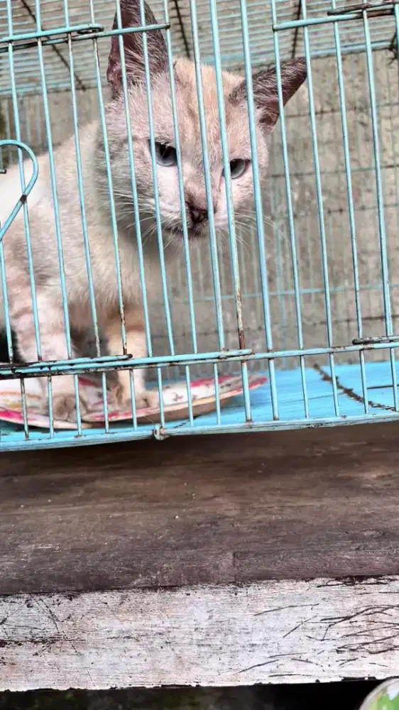 kucing Persia mau diadop yang minat silahkan negoisasi