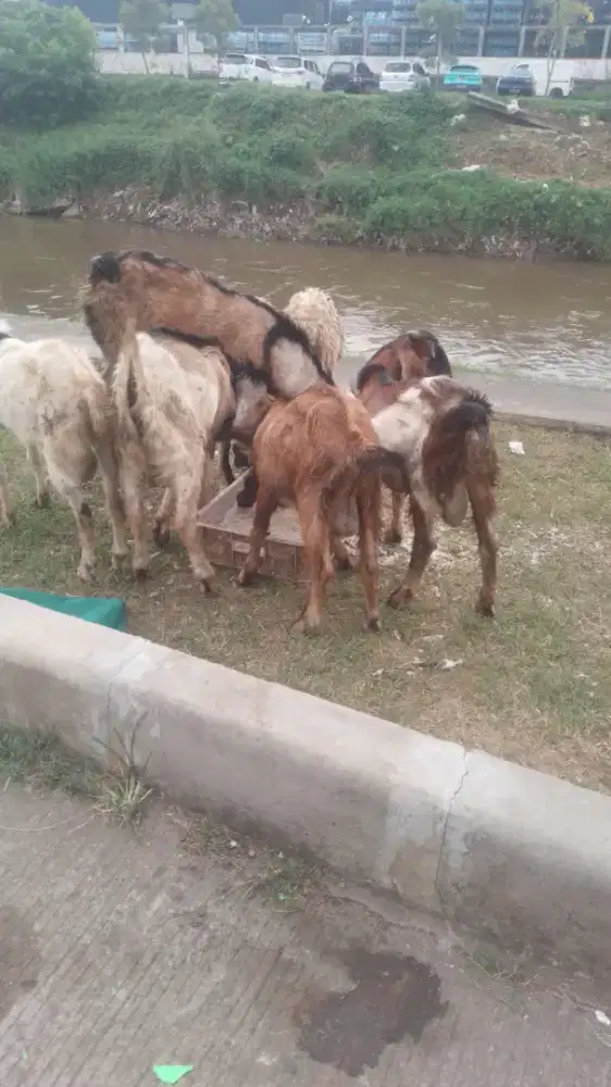 Hewan qurban kambing atau domba