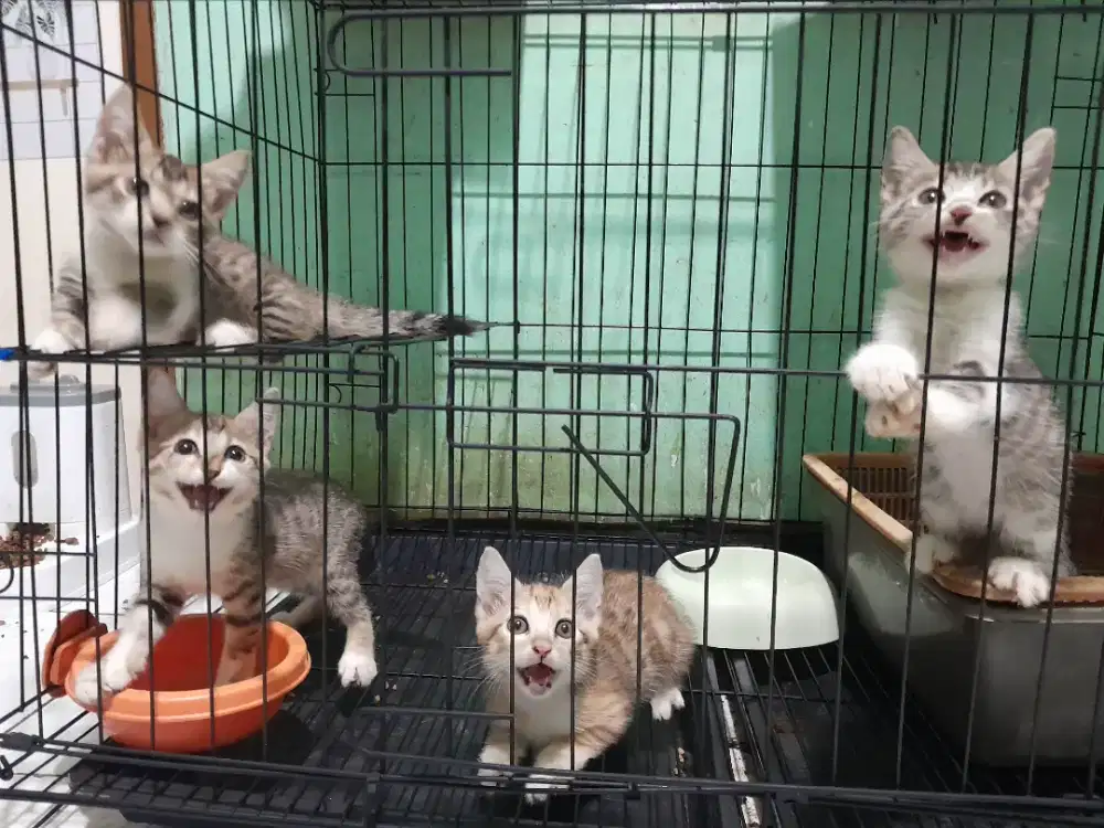 Kucing persia x genneta,2 bulan