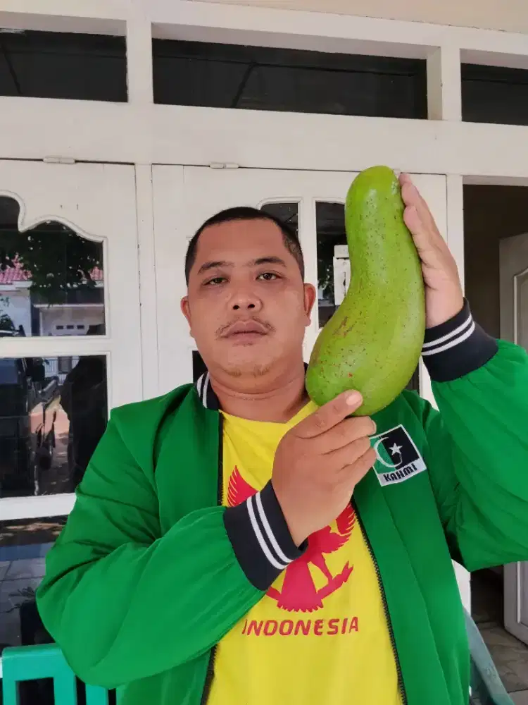 Ready bibit alpukat Kelud pukat kelud jawa Tengah di bandar lampung
