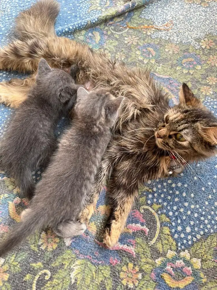 Kucing persia indukan dan anakan