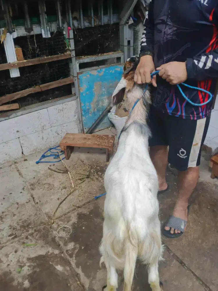 Ready Kambing Sehat Amanah untuk Qurban
