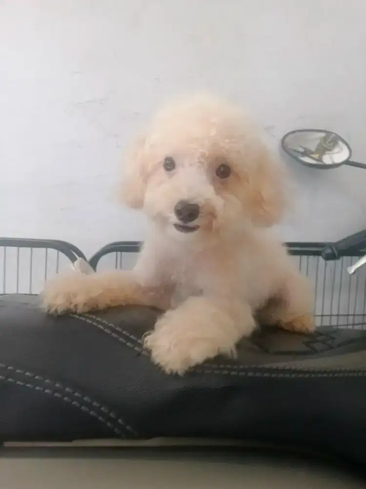 toy pudel jantan stb vaksin 4 bln
