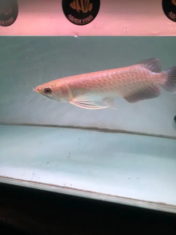 Arowana Green Pino