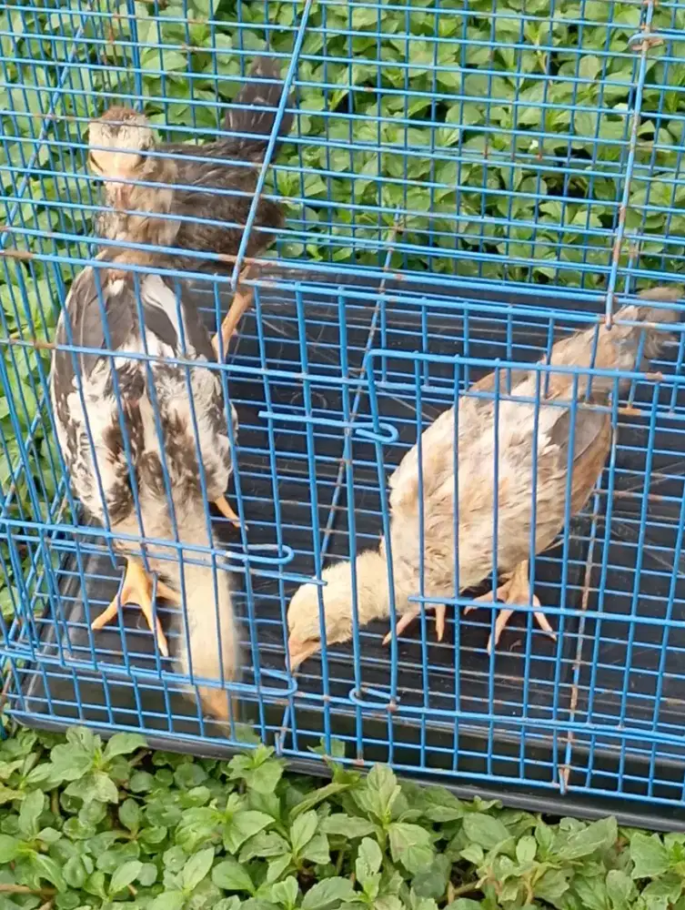 Mau di mahar murah nie anak ayam 3 ekor + kandang y