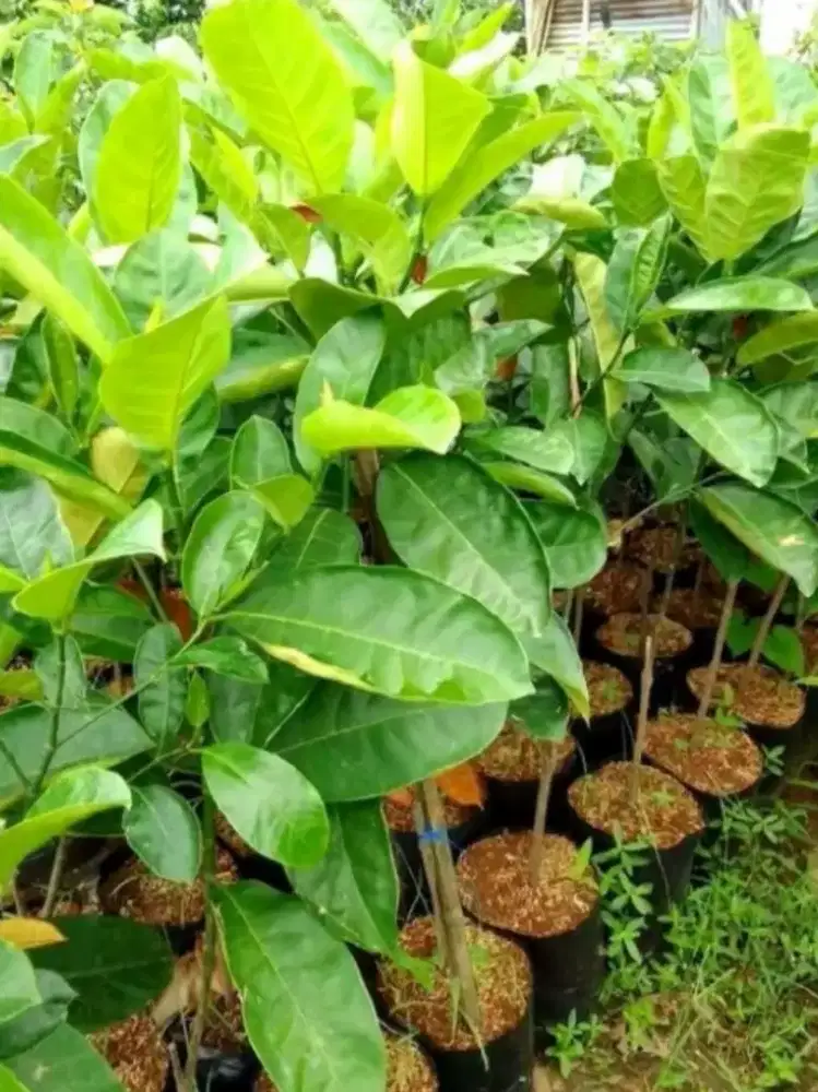 Bibit Buah Cempedak Varietas Bibit Unggul