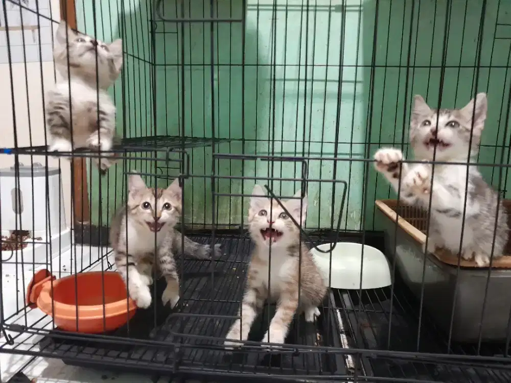 Kucing persia x genntea /2 bulan