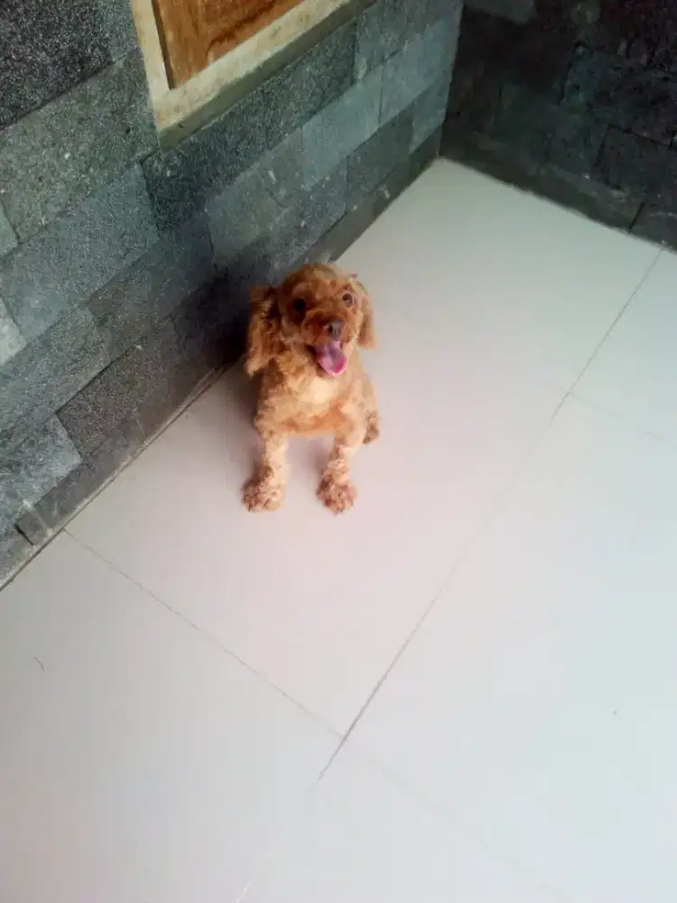 Poodle cantik & lucu
