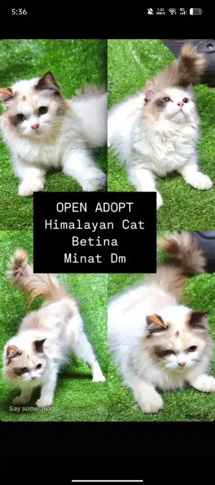 Himalayan Cat Betina