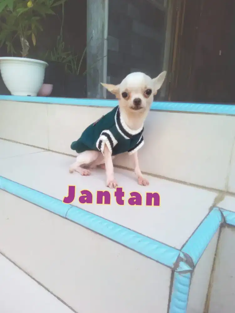 Chihuahua ganteng