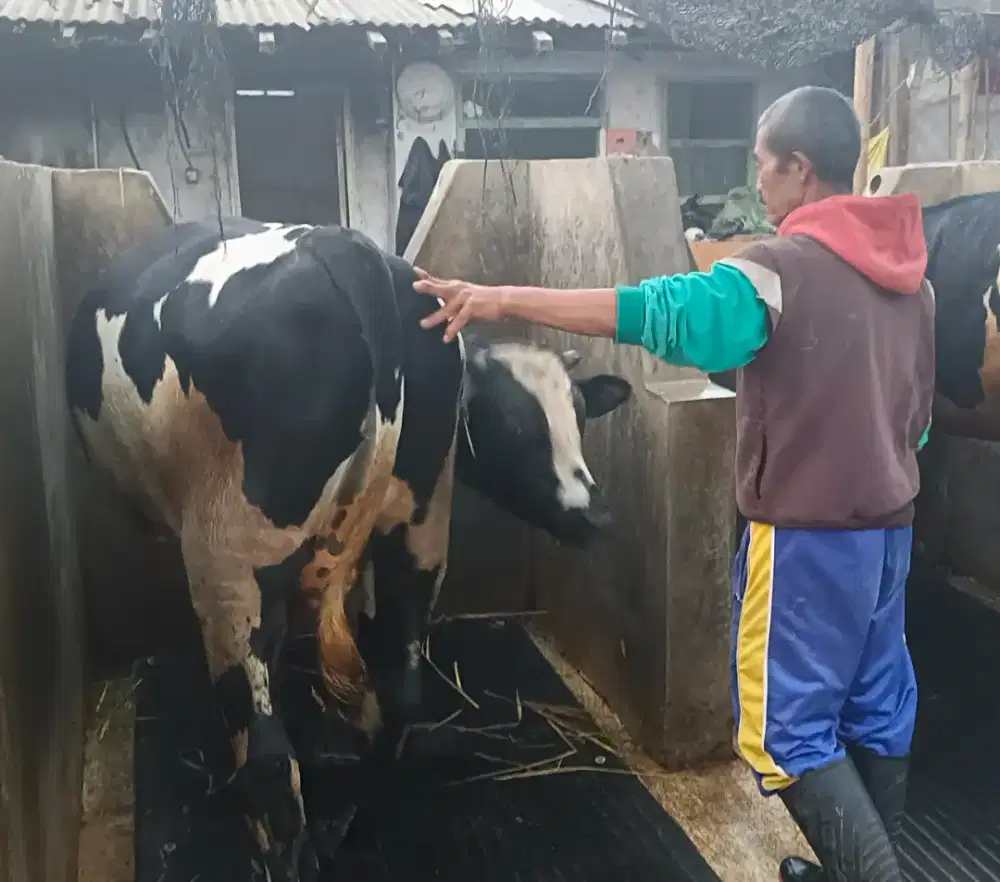 Sapi kurban umur 2 tahun kurang tb sekitar 140 an
